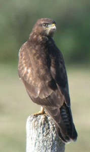 Buse variable