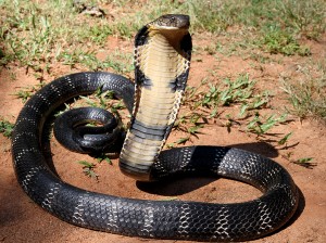 Cobra royal
