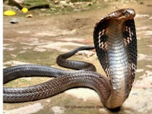 Cobra royal