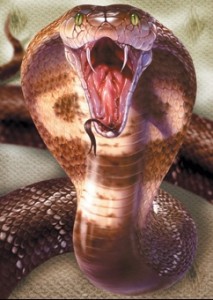 Cobra royal