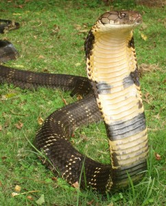 Cobra royal
