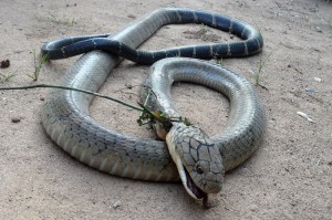 Cobra royal