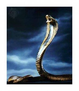Cobra royal