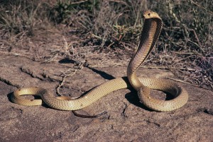 Cobra royal