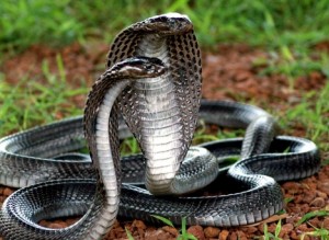Cobra royal