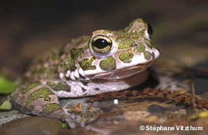 Crapaud vert