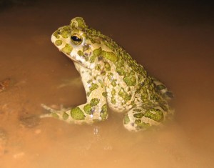 Crapaud vert
