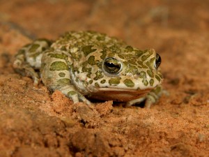 Crapaud vert