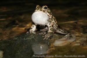 Crapaud vert