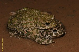 Crapaud vert