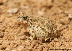 Crapaud vert