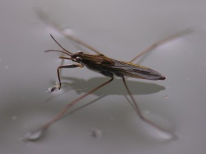Gerris