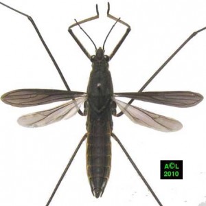 Gerris