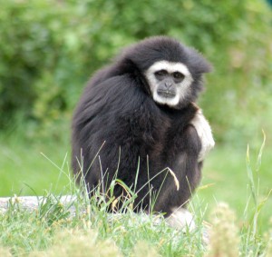 Gibbon