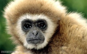 Gibbon