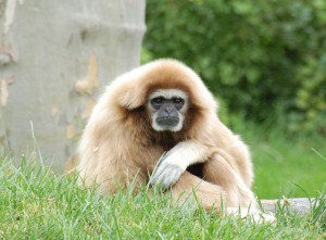 Gibbon