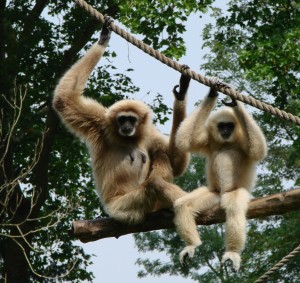 Gibbon