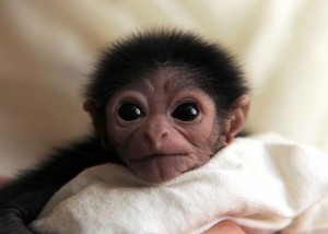 Gibbon
