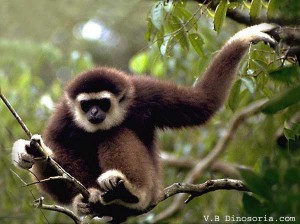 Gibbon