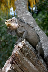 Iguane antillais