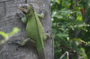 Iguane antillais