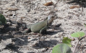 Iguane antillais