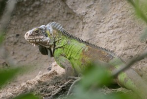 Iguane antillais