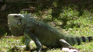 Iguane antillais
