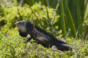 Iguane antillais