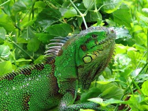 Iguane vert