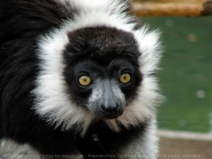 Maki vari noir et blanc