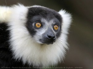 Maki vari noir et blanc