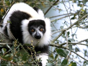 Maki vari noir et blanc