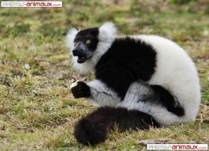 Maki vari noir et blanc