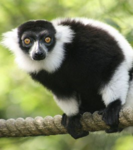 Maki vari noir et blanc