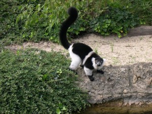 Maki vari noir et blanc