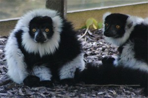 Maki vari noir et blanc