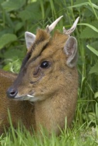 Muntjac