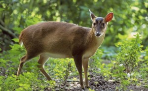 Muntjac