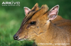 Muntjac