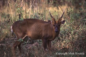 Muntjac