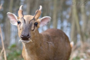 Muntjac