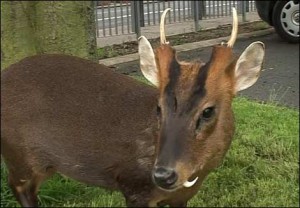 Muntjac