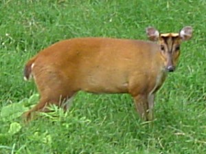 Muntjac