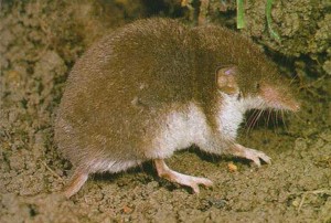 Musaraigne bicolore