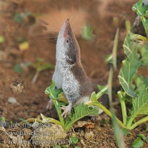 Musaraigne bicolore