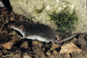 Musaraigne bicolore