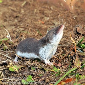 Musaraigne bicolore