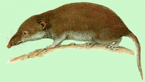 Musaraigne bicolore