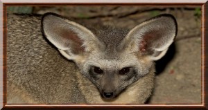 Otocyon